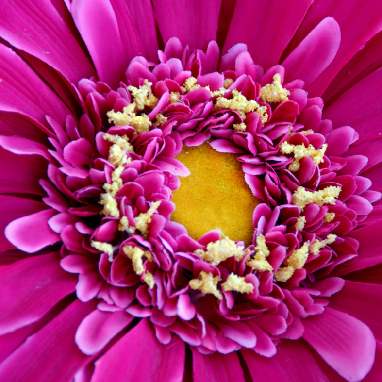 gros plan d'un coeur de fleur rose et jaune d'un bouquet de mariée