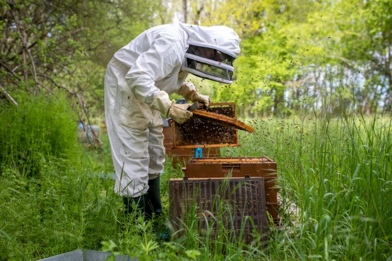 apiculteur regardant ses ruches